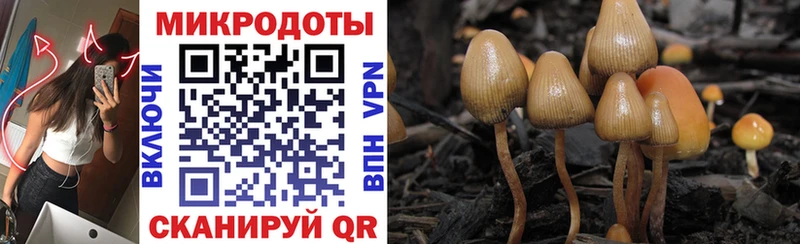 Псилоцибиновые грибы Psilocybe  Купить где  Севск 
